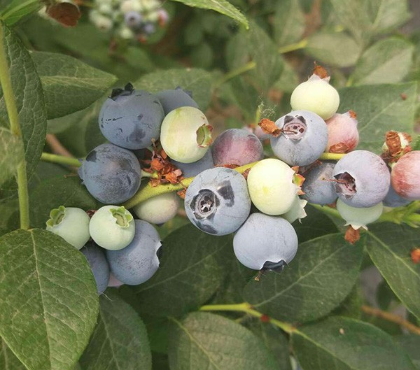 蓝莓苗价格