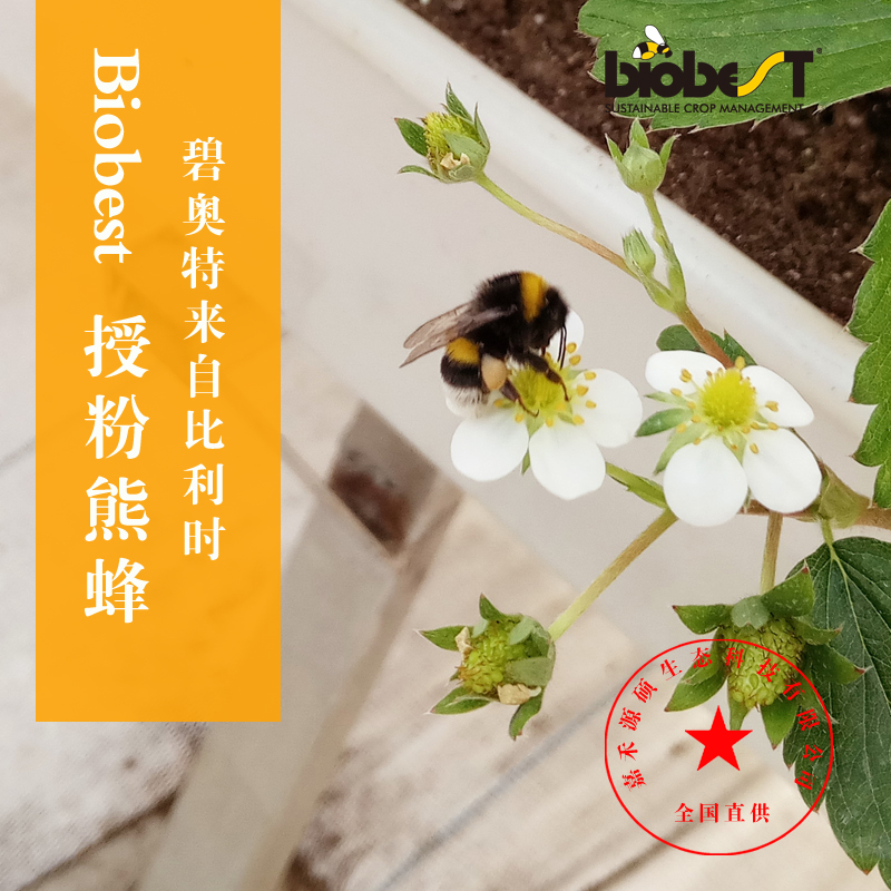 草莓授粉丨熊蜂授粉丨熊蜂授粉技术丨北京嘉禾源硕