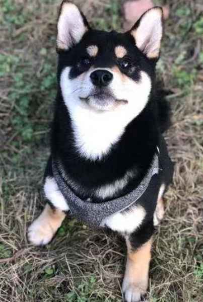 日本纯种柴犬销售电话