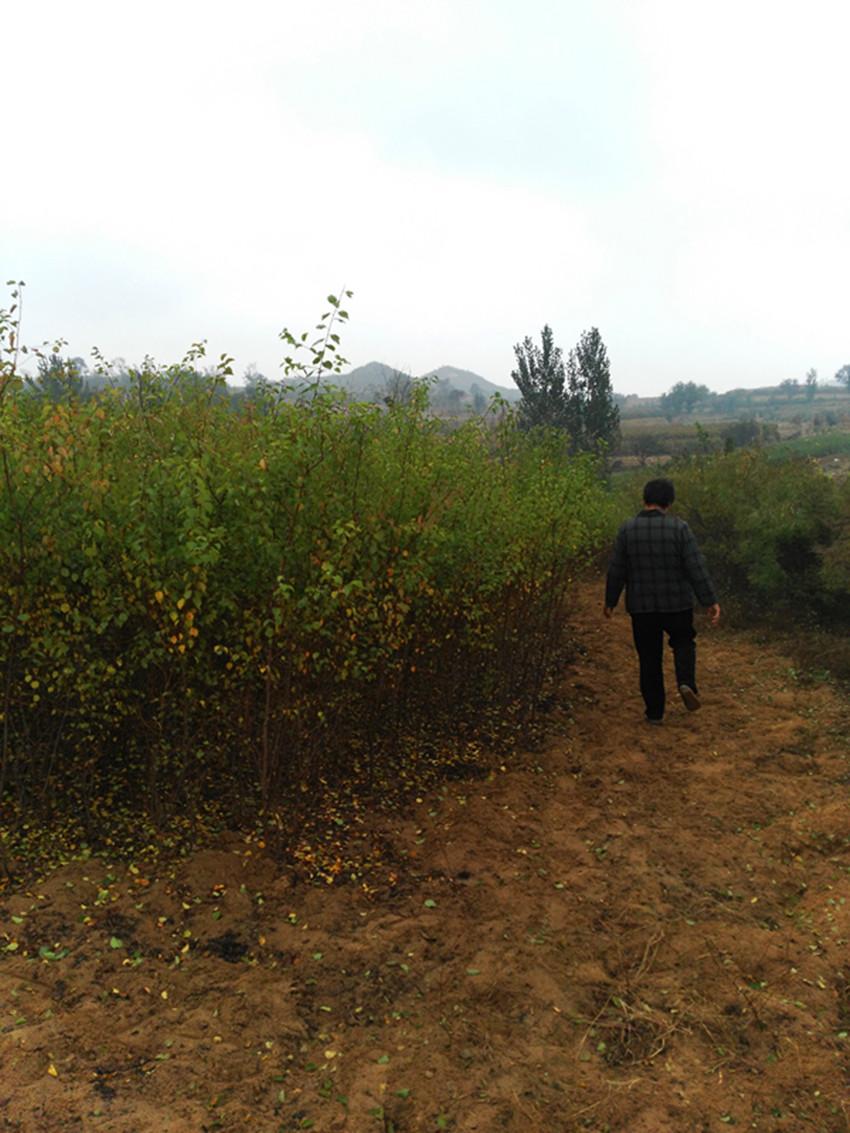 天津早熟山杏苗基地批发