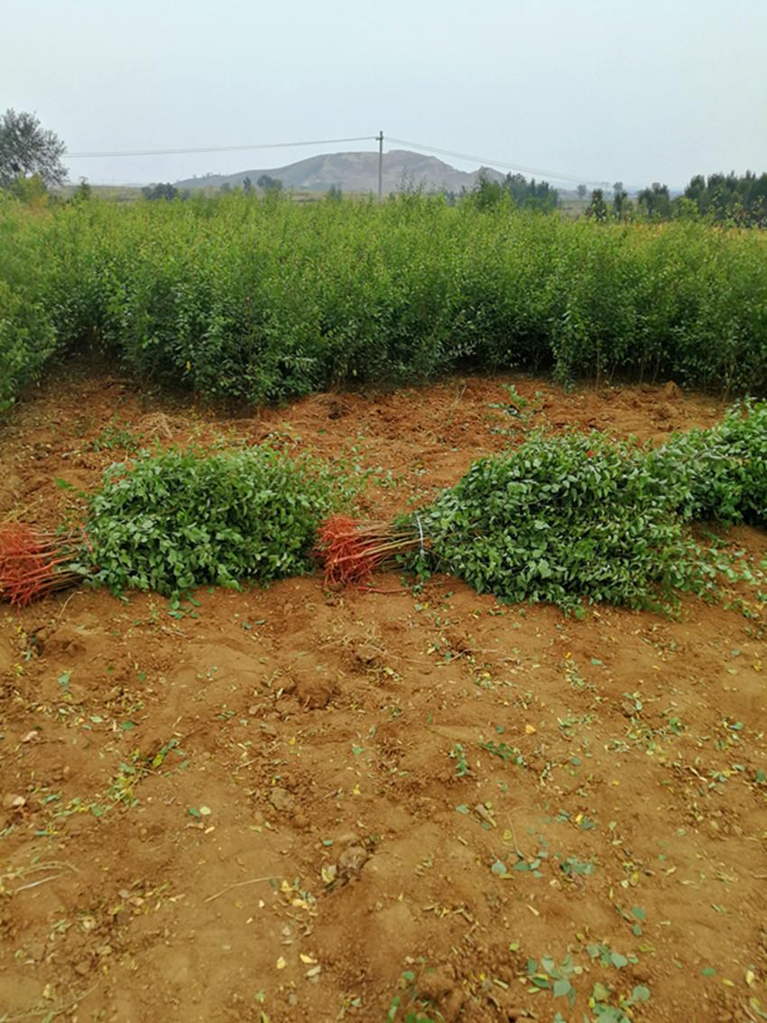 黑龙江一年山杏苗种植技术 易成活