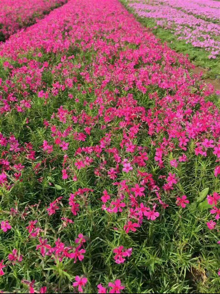 福禄考苗 阜阳宿根福禄考种植基地 厂家供应 量大优惠