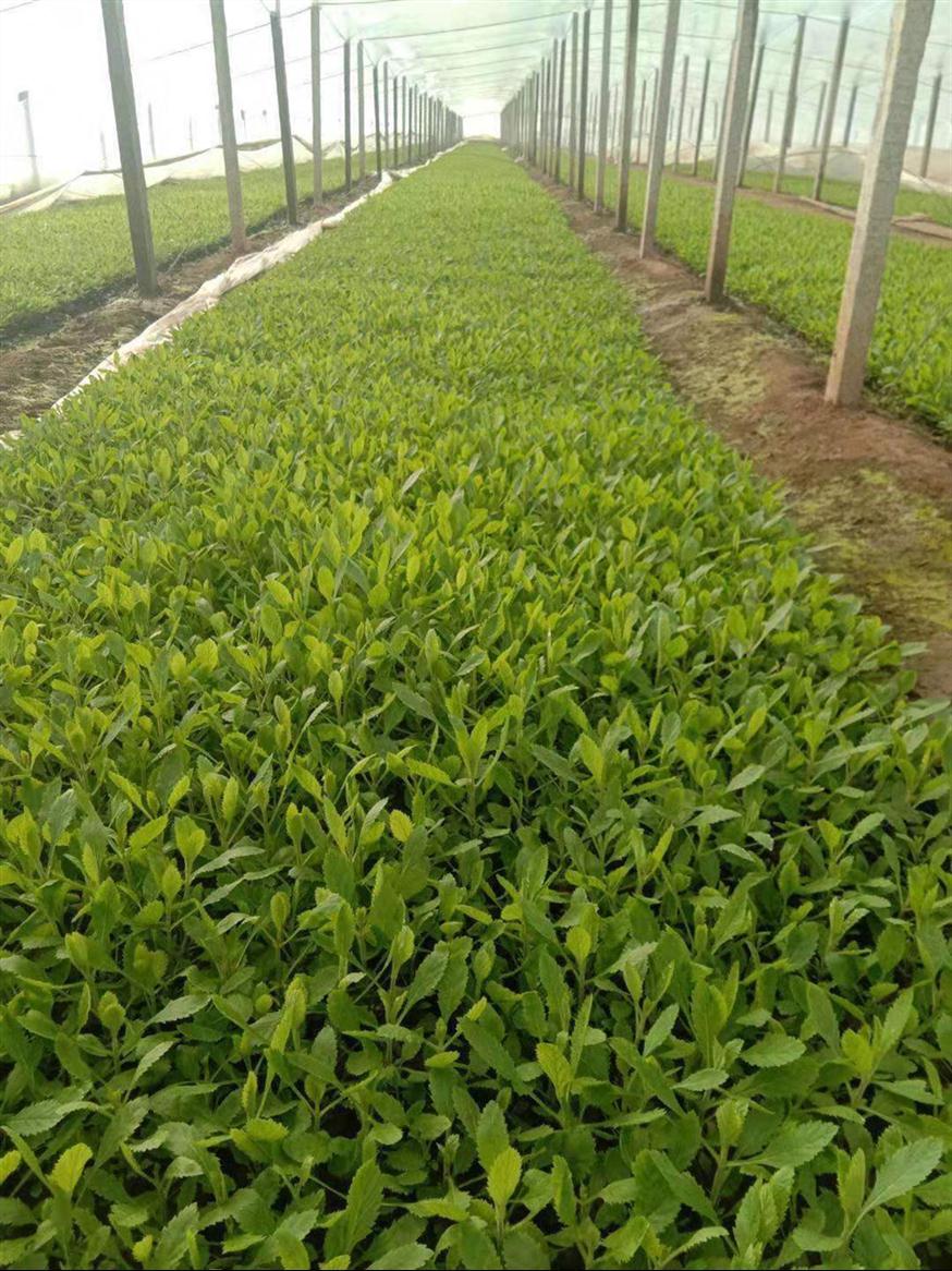 滁州柳叶马鞭草种植批发基地 欢迎来电咨询