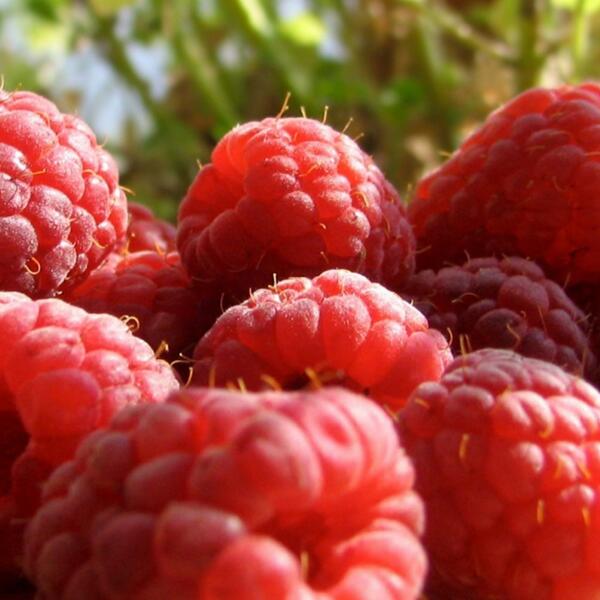 红树莓浓缩清汁生产厂家大量供应