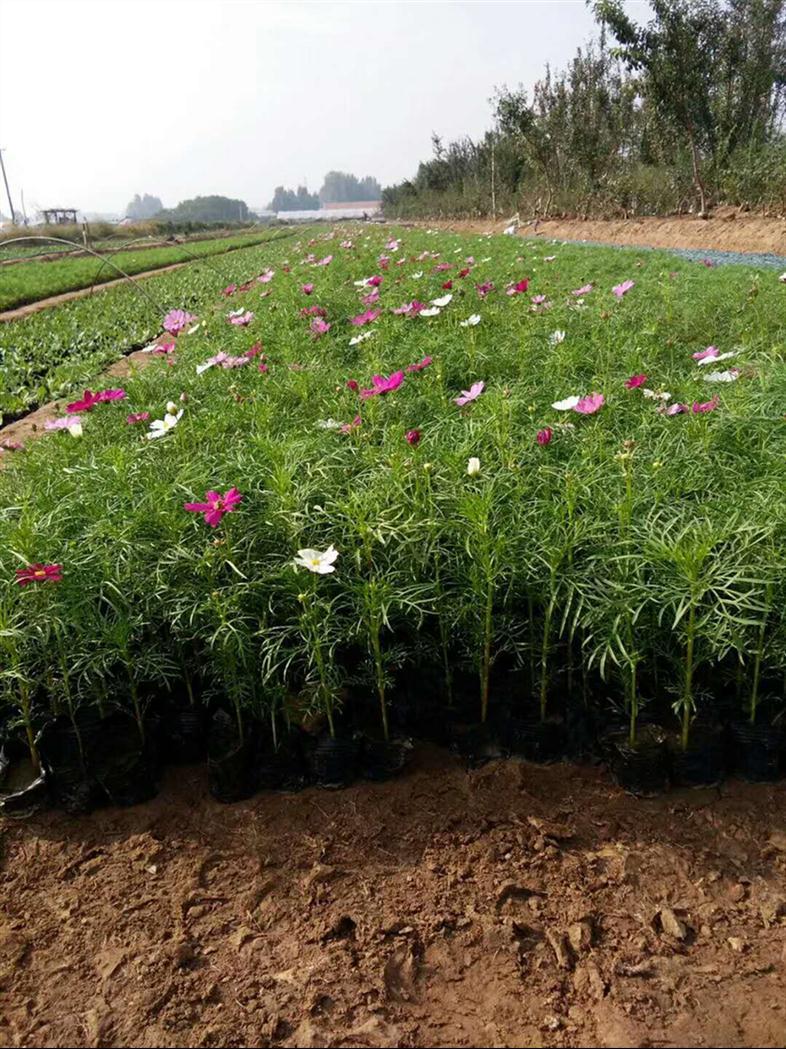 各種規(guī)格的時令草花彩葉草首選向陽花卉苗木