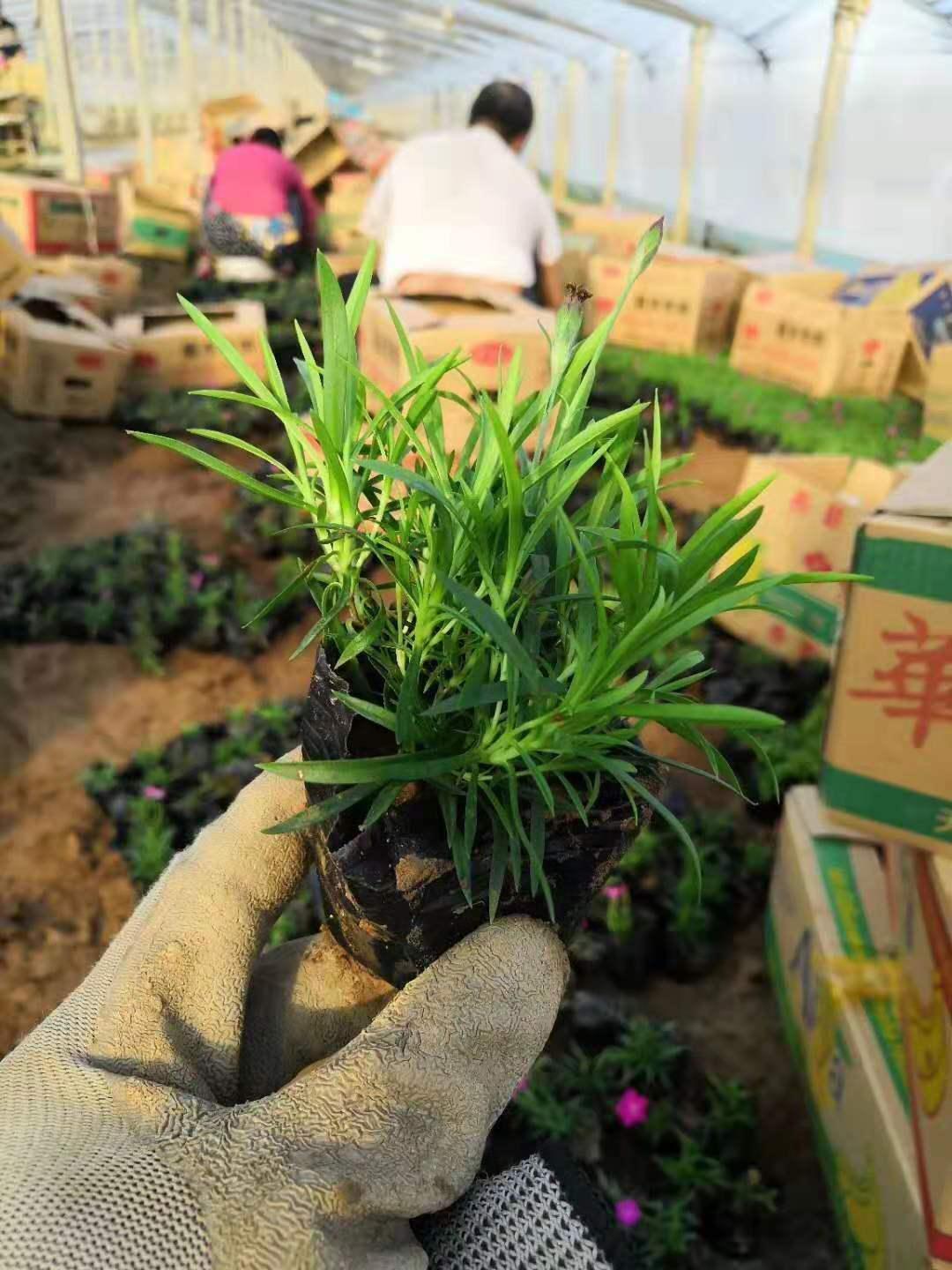常州五彩石竹种植基地 厂家供应 量大优惠