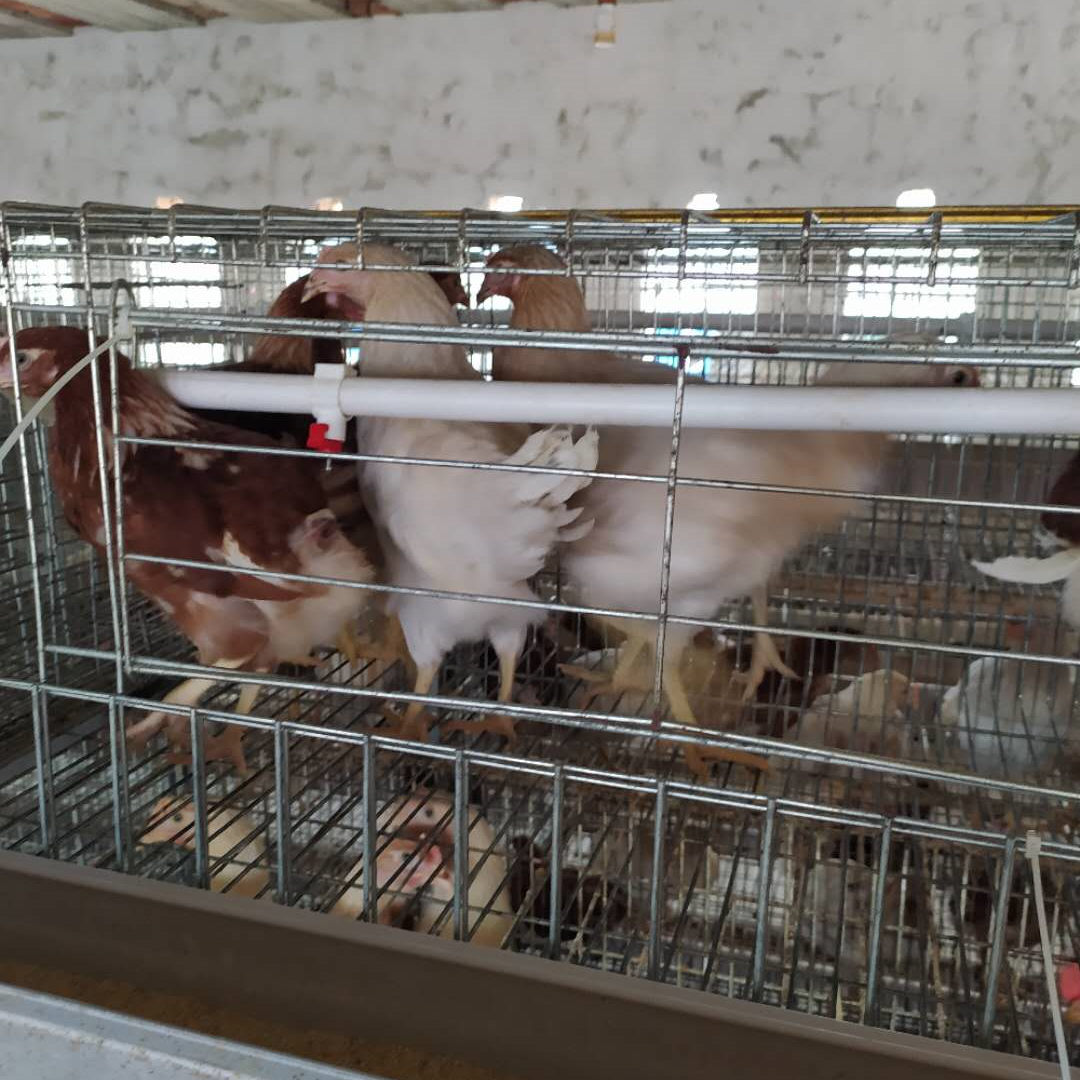 河南鹤壁青年鸡养殖场
