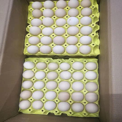 汕头精品鸡蛋红心鸡蛋批发零售