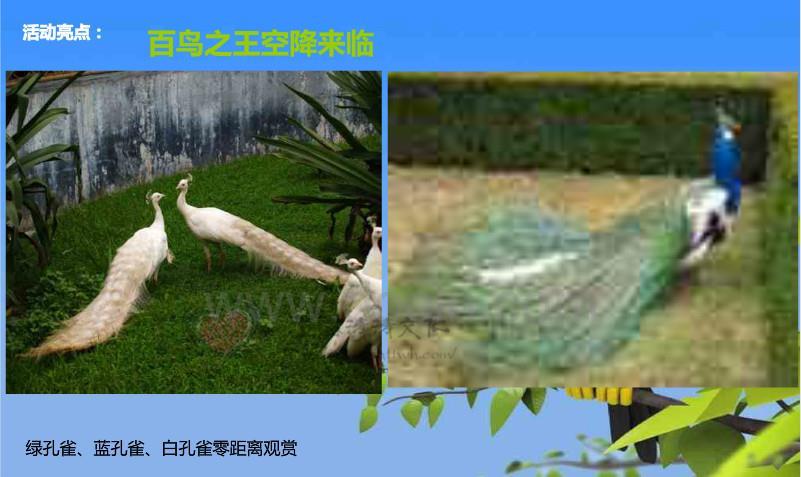 吉安百鸟展现货供应