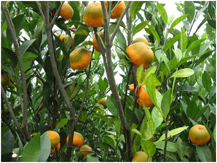 柑橘黄龙病的危害症状及防治措施