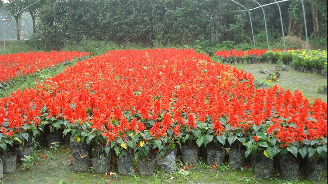 山东青州一串红种子