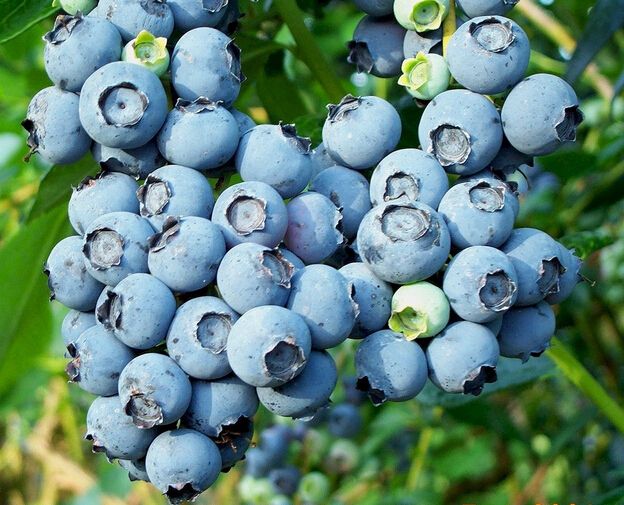 蓝莓如何种植蓝莓苗批发