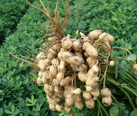 碧格缓释液态氮肥 替代尿素追肥小麦提苗肥