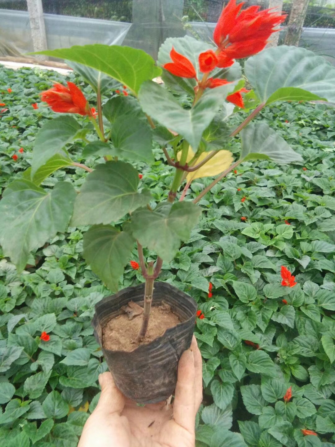 鄂尔多斯草花一串红基地 时令草花批发 草花长春花基地