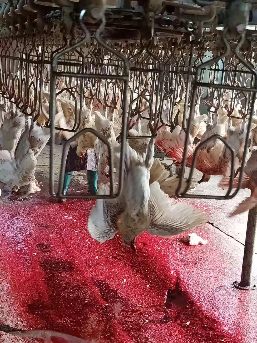 肉鸡全自动屠宰生产线 肉鸭自动宰杀设备报价