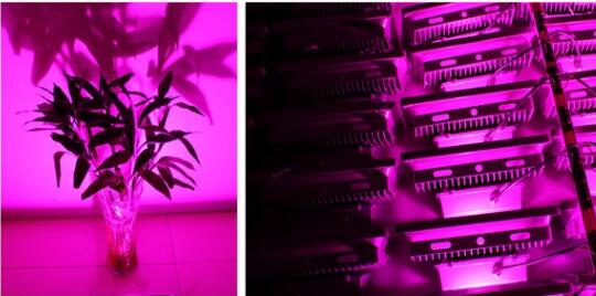 植物led灯管T8型促进生长早上市-郎特科技