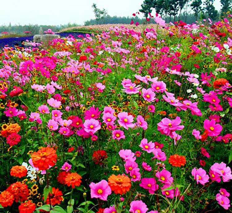 十多品种野花组合种子批发零售