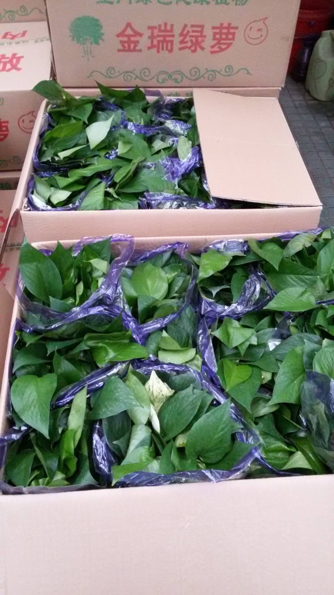 北京卖绿萝质保一个月