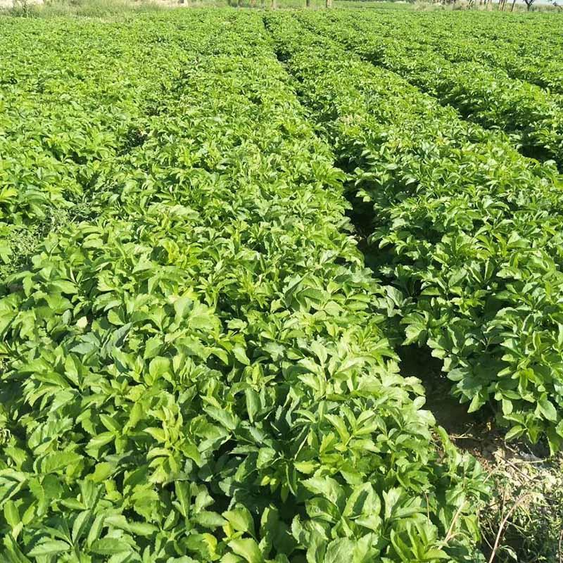 特价白芷种子批发价格白芷