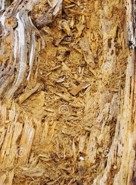木材变质腐朽是什么原因造成