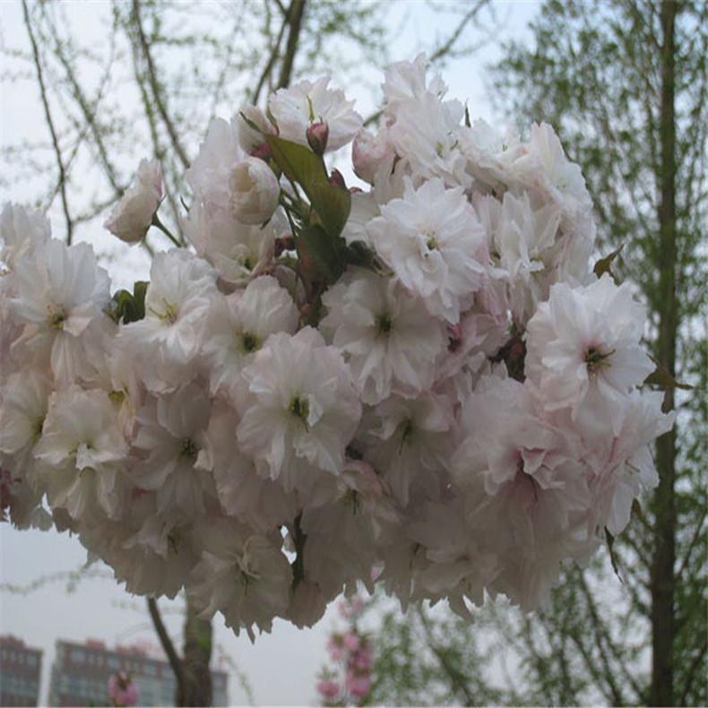 7公分樱花树出售