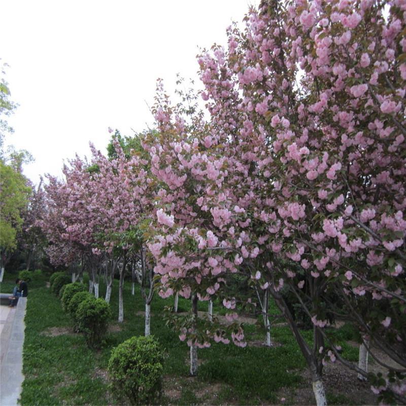 泰安6公分樱花树出售