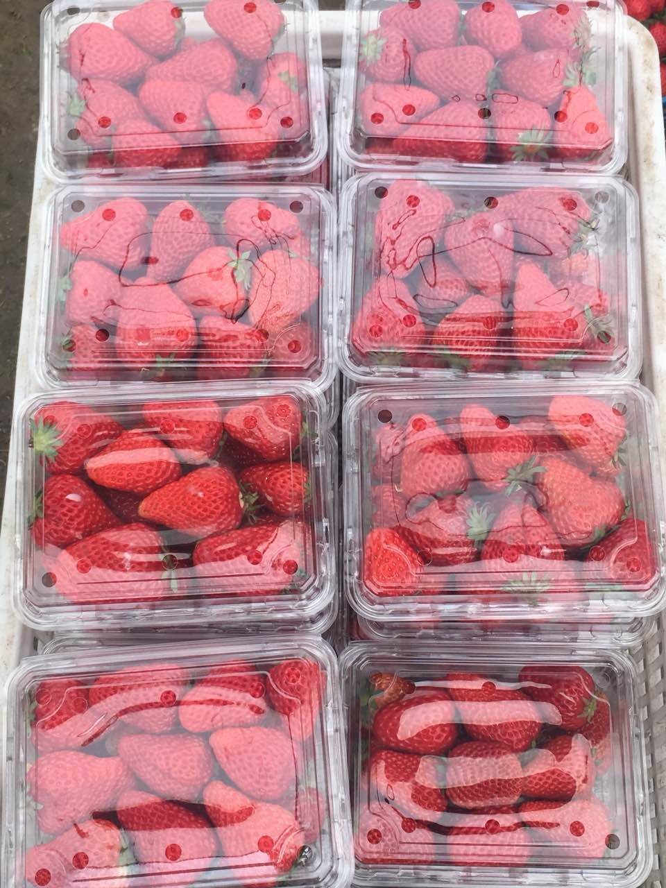 奶油草莓零售