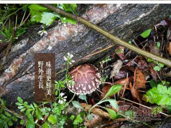 浙江绿色养生食材段木花菇