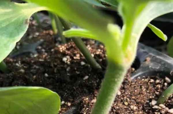 吉林蔬菜种苗繁育