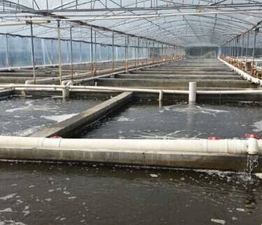 水产养殖新科技 工厂化养殖效益好 反季节收成大虾上市