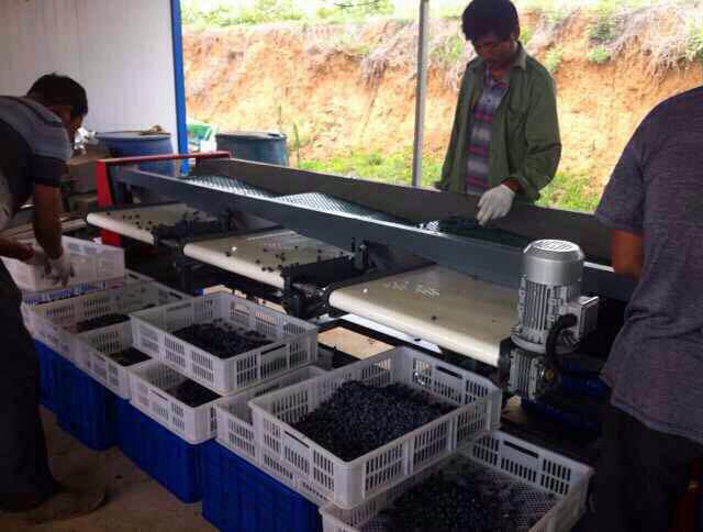 自动分选蜜柚大小的机器 琯溪蜜柚选果机厂家