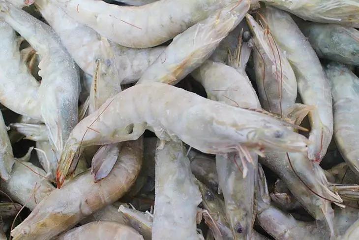 马达加斯加专业冷冻虾进口报关手续