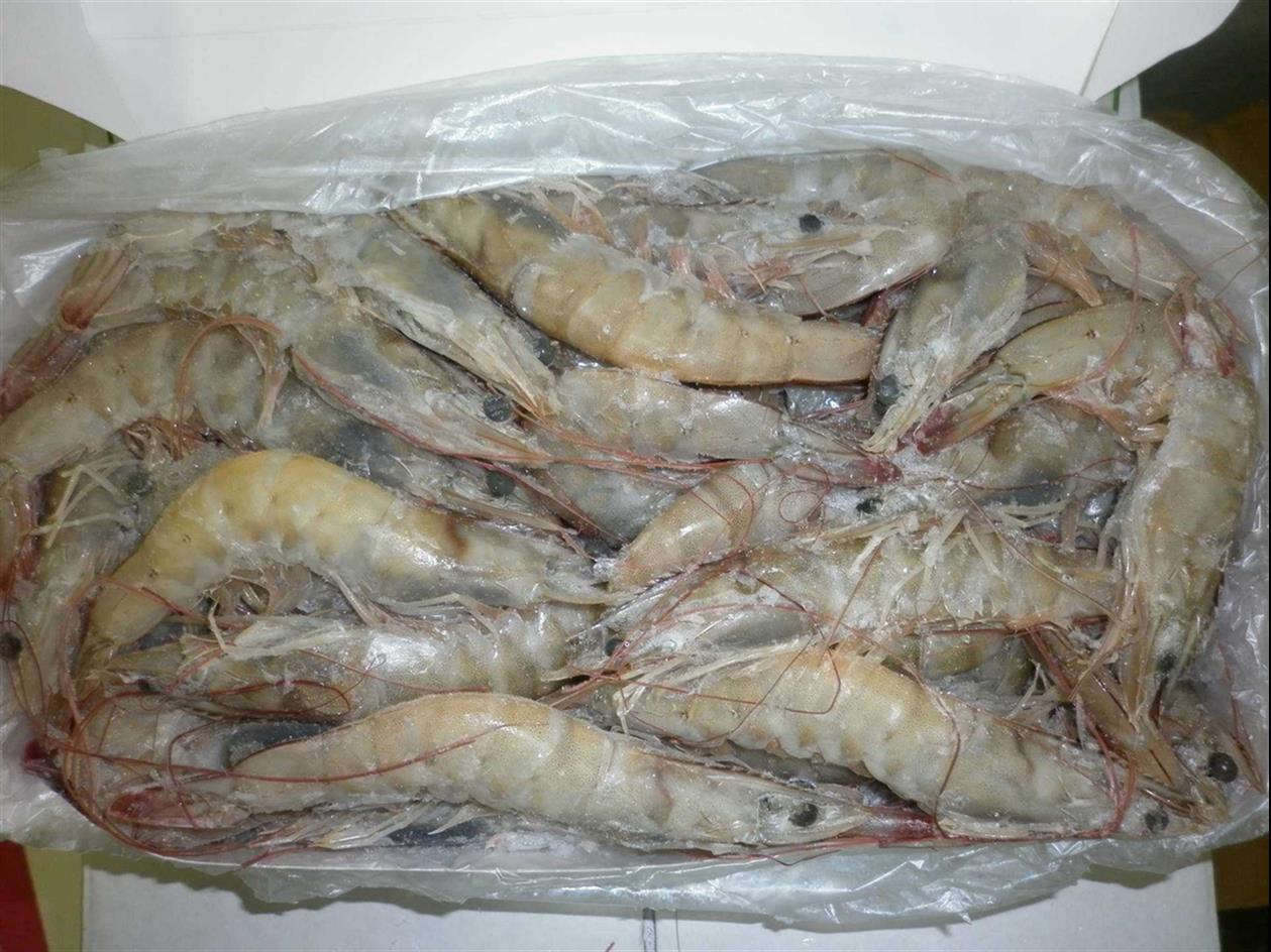 秘鲁冷冻虾进口报关联系方式