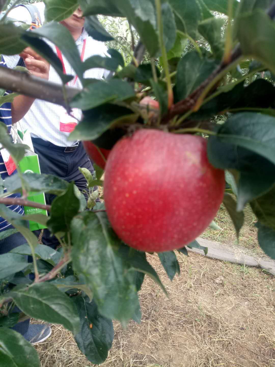 苹果树苗基地栽培技术