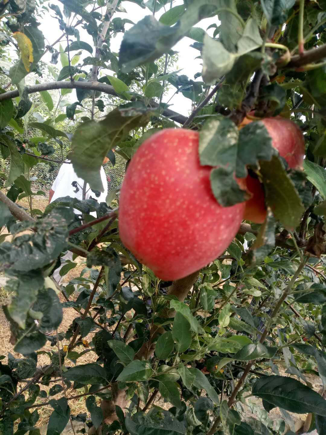 苹果树苗哪有卖,三年苹果丰产苗怎么管理