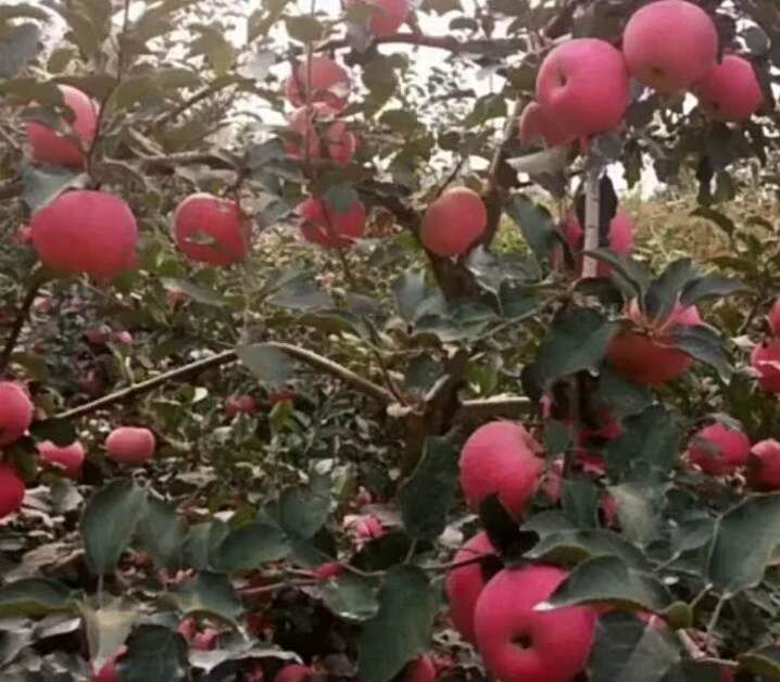 苹果树苗品种,苹果树苗提高成活率的方法