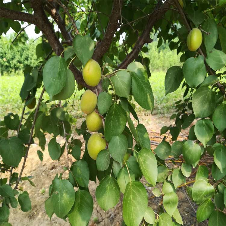 河南杏树苗基地,肥水管理对杏树苗有什么作用
