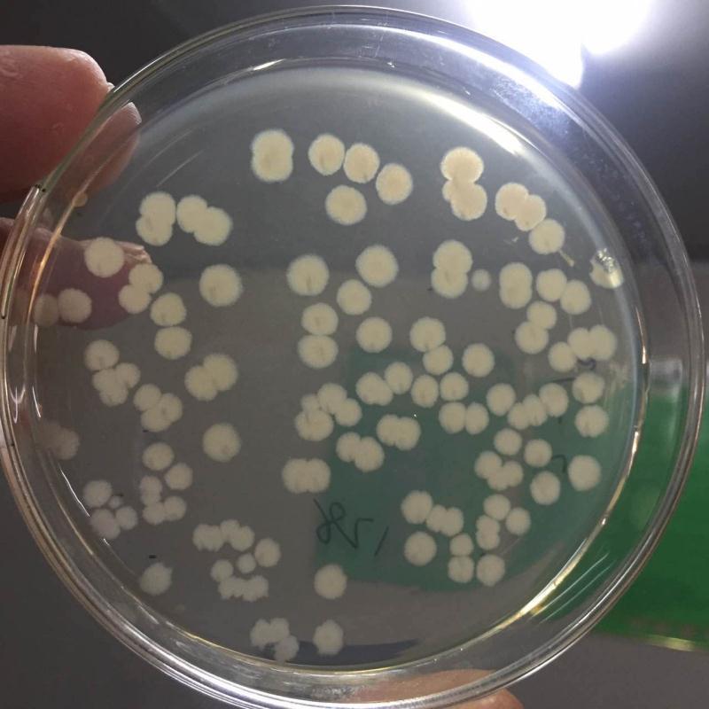 西安枯草芽孢杆菌厂家 粉状枯草芽孢杆菌 提高肥料利用率