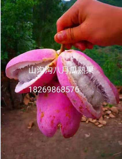 优质紫粉八月瓜水果种苗