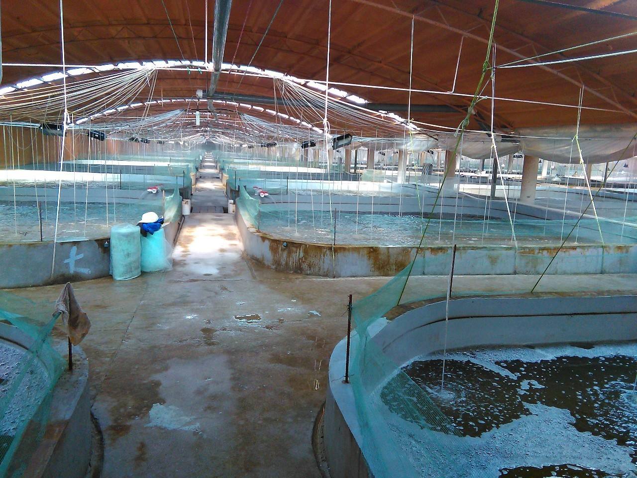 水产养殖场**帆布、定做各类养殖帆布水池、养鱼水池、养虾水池、养龟池
