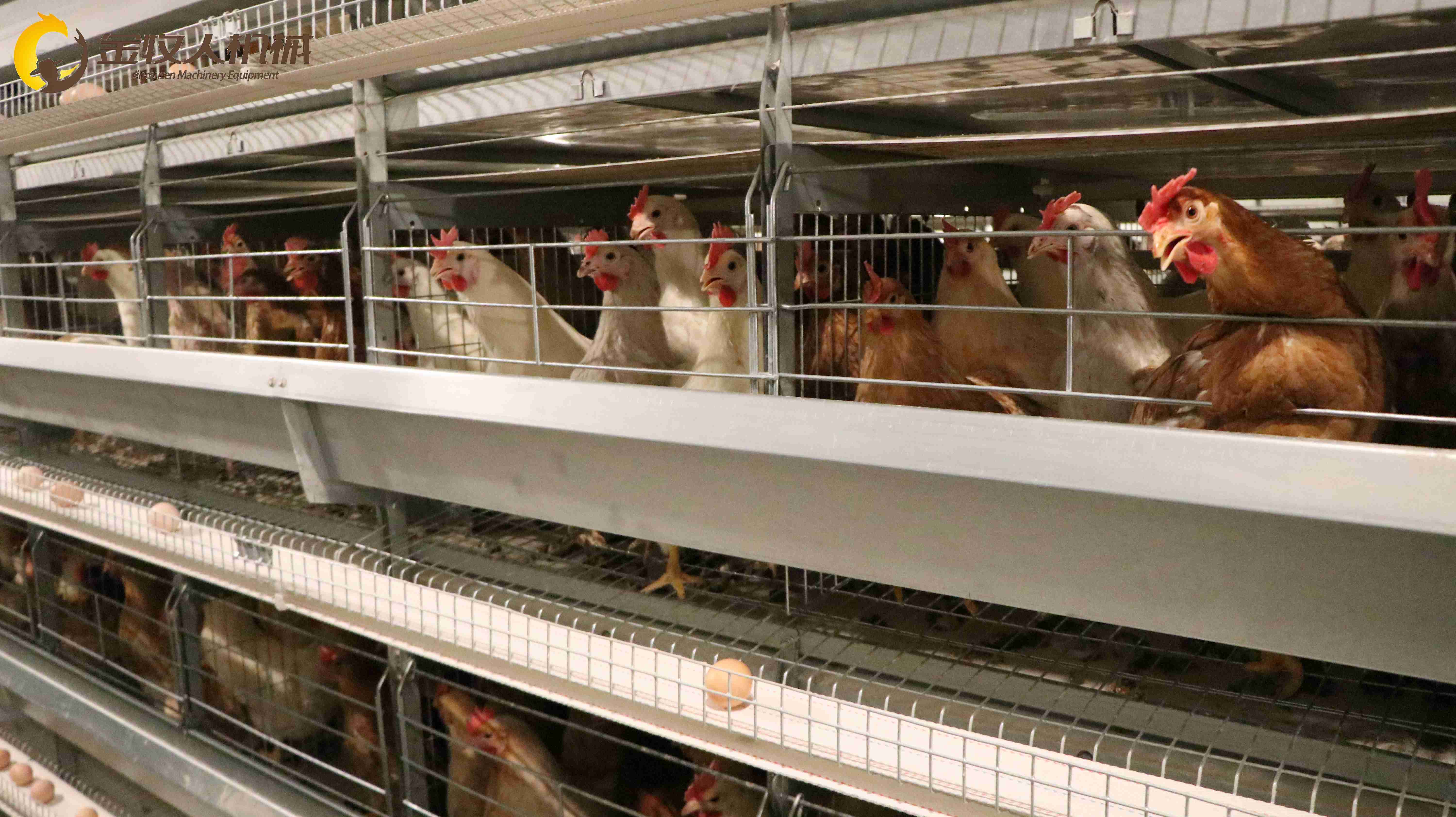 河南鸡笼厂家批发鸡笼，H型鸡笼，蛋鸡笼，肉鸡笼，育雏笼
