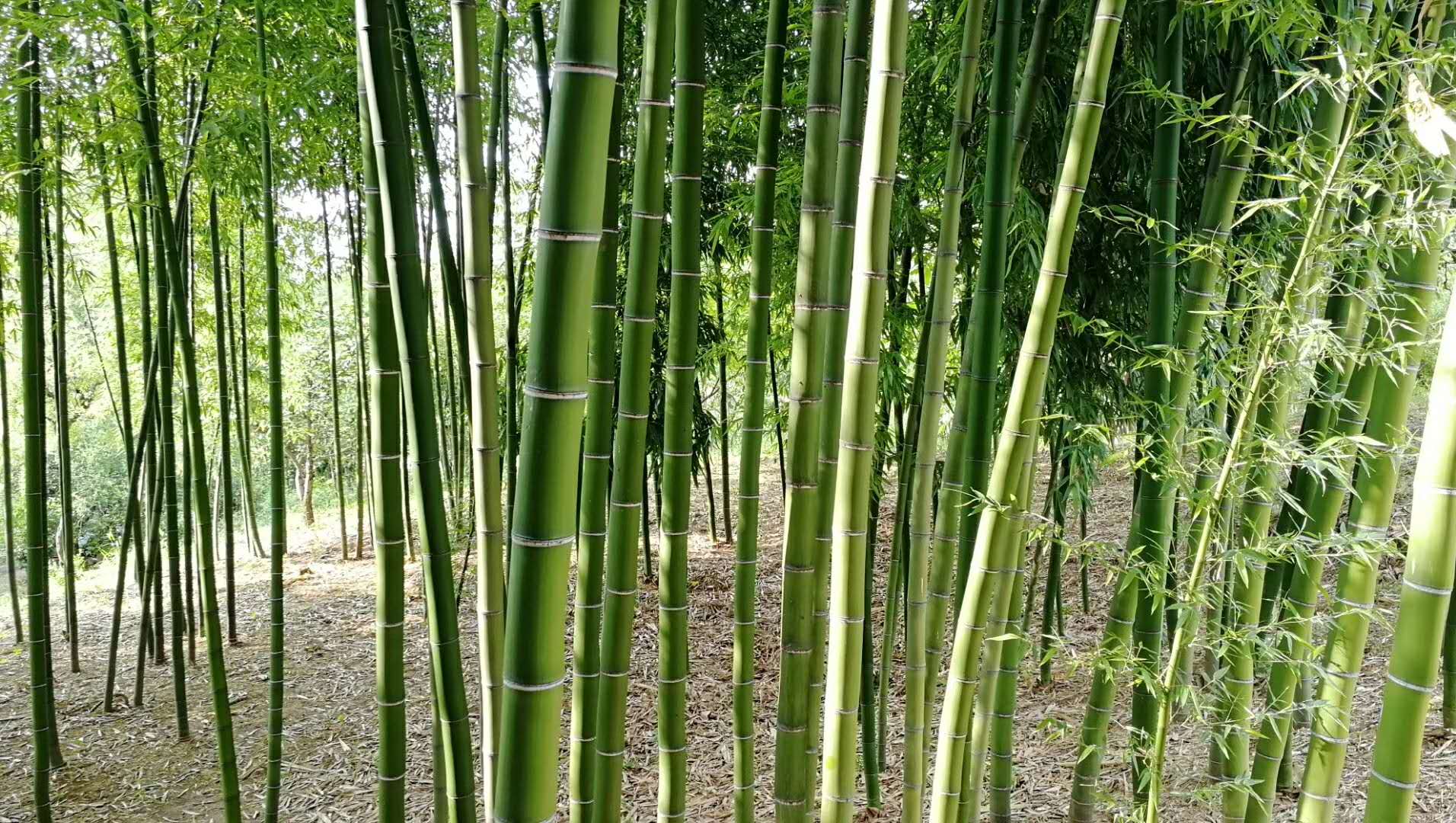 山东竹子，绿化竹子，青州竹子，观赏竹子