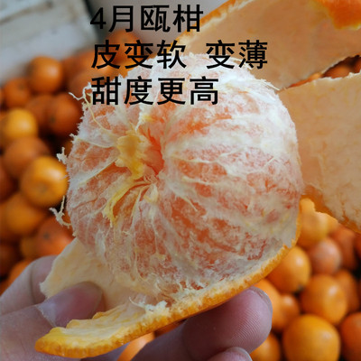 温州瓯柑苦桔农家自种丑橘无农药新鲜水果