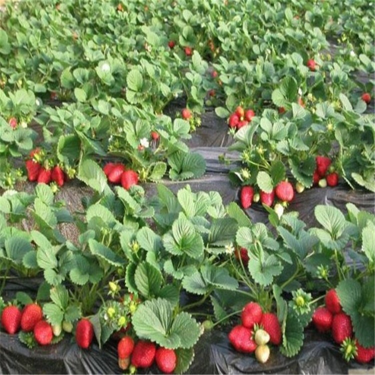 甜查理草莓苗果个大，甜度高硬度大耐储运高成活免费技术指导大棚栽种好品种