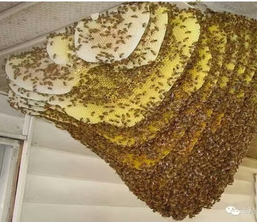 云南昆明蜜蜂养殖