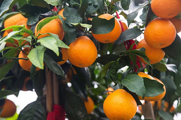 红美人柑橘栽培管理,红美人管理及种植技术