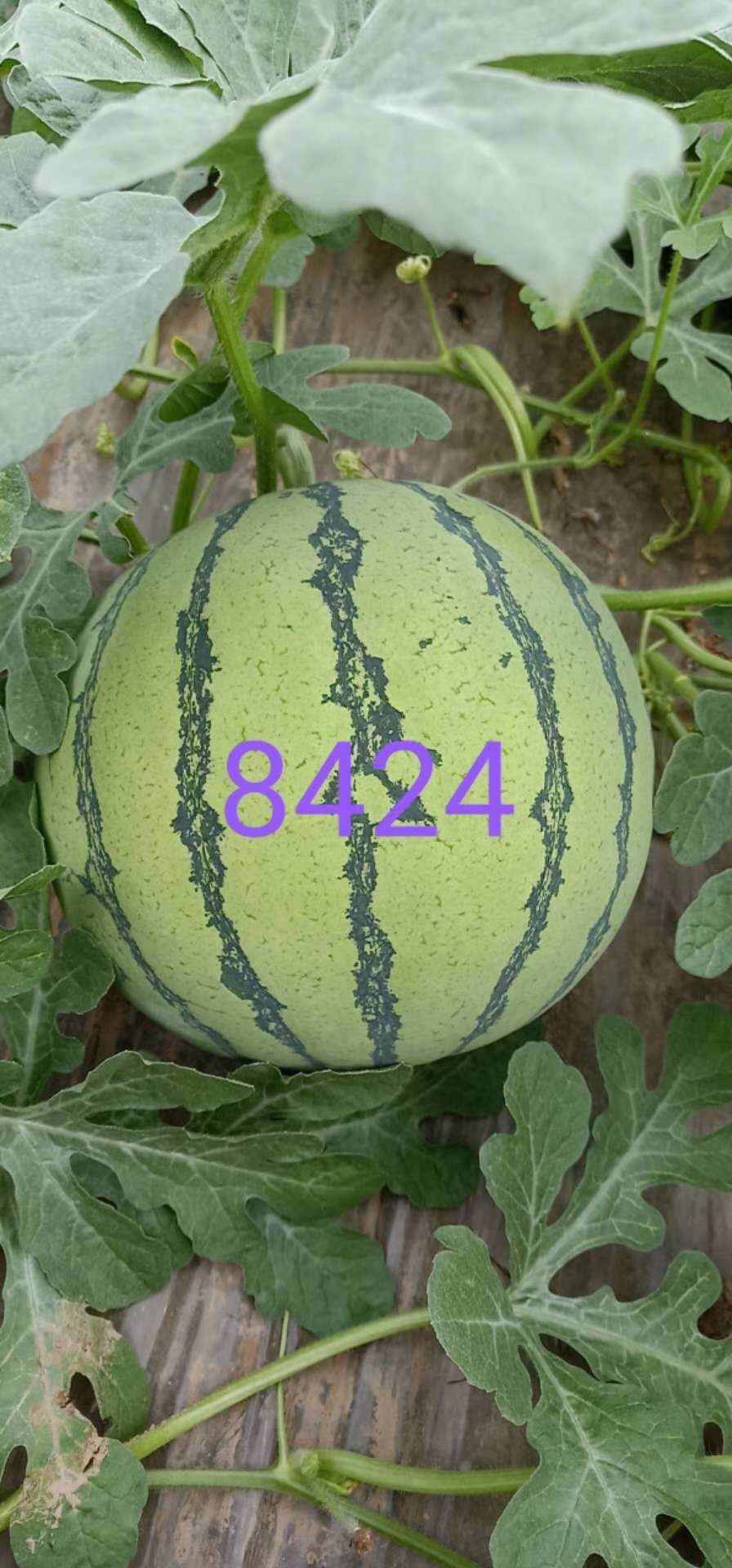 安徽西瓜大市场 8424西瓜种植基地