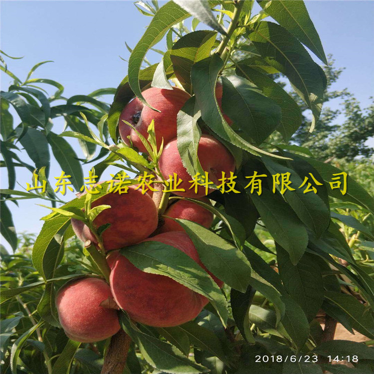 江西省九江市永修县矮化白珍珠樱桃苗