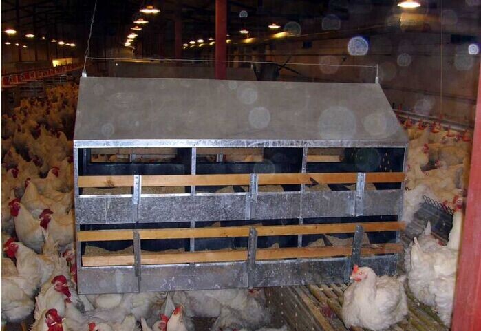鸡苗运输笼 塑料小鸡筐 雏鸡筐运输笼