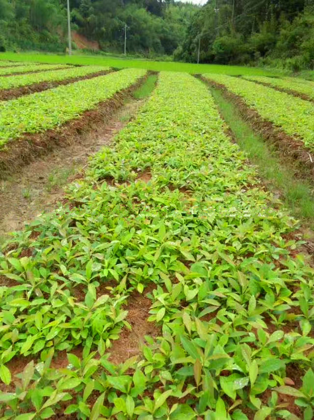 较新芽苗供应信息 木荷芽苗基地 木荷芽苗批发